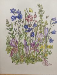 Elli Pütter, Blühende Gräser, o.J., Zeichnung auf Papier